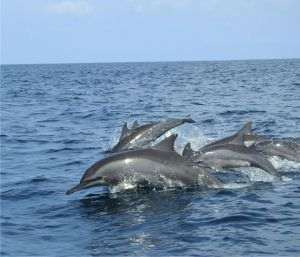 Study: Contamination with "eternal chemicals” massively affects whales and dolphins
